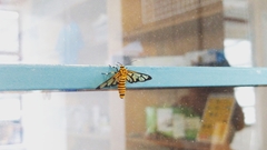 Amata grotei