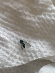 Condylostylus pruinosus