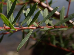 Pultenaea flexilis
