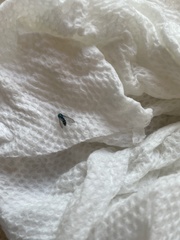 Condylostylus pruinosus