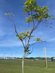 Tristiropsis obtusangula