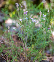 Oxytropis teres