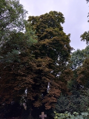 Aesculus hippocastanum