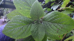 Stachytarpheta mutabilis