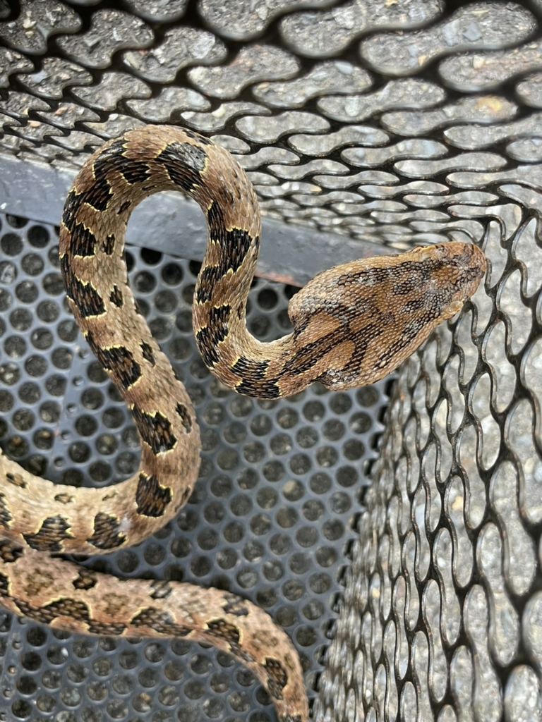 Taiwanese Habu from 僑信路 on June 29, 2022 by 彭啟賢 · iNaturalist