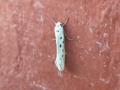 Ethmia terminella