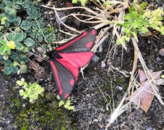 Tyria jacobaeae