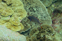 Myripristis violacea