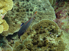 Myripristis violacea