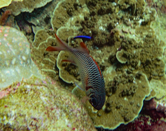 Myripristis violacea