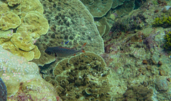 Myripristis violacea