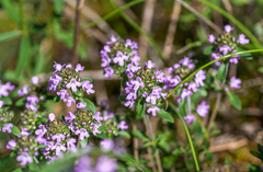 Thymus elegans