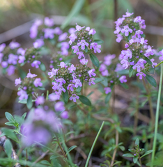 Thymus elegans