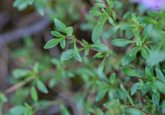 Thymus elegans