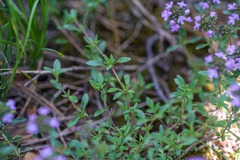 Thymus elegans