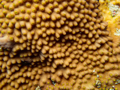 Turbinaria stellulata