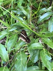 Praetaxila segecia
