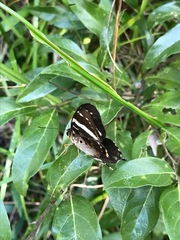 Praetaxila segecia