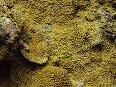 Turbinaria stellulata