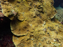 Turbinaria stellulata