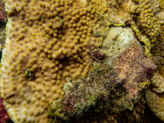 Turbinaria stellulata