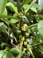 Paraphlomis javanica