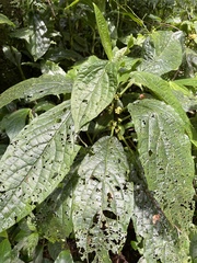 Paraphlomis javanica