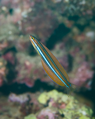 Plagiotremus ewaensis