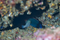 Centropyge potteri