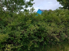 Symphoricarpos albus