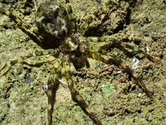 Toxopsoides