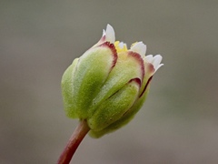 Brachyscome lineariloba