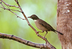 White-Throated Thrush photo 3