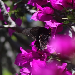 Heraclides rogeri pharnaces