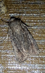 Dichagyris forcipula