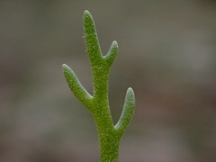 Brachyscome lineariloba