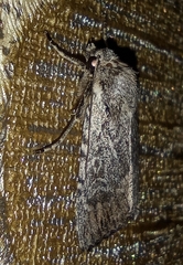 Dichagyris forcipula