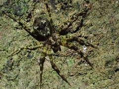 Toxopsoides