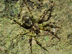 Toxopsoides