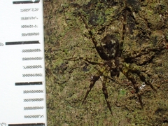 Toxopsoides