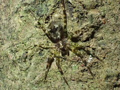 Toxopsoides