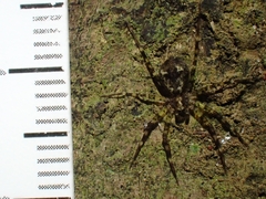 Toxopsoides
