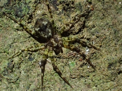 Toxopsoides