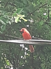 Cardinalis cardinalis