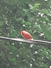 Cardinalis cardinalis