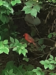 Cardinalis cardinalis