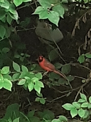 Cardinalis cardinalis