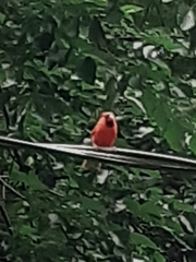 Cardinalis cardinalis