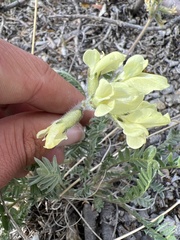 Oxytropis maydelliana
