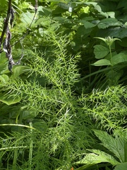 Asparagus schoberioides
